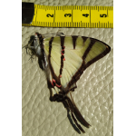 Vlinder Graphium Agetes